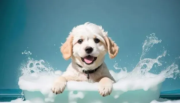 Pet grooming services Lucknow