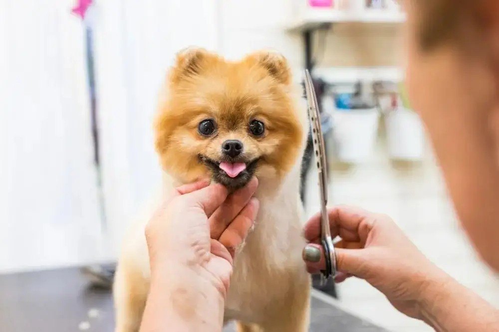 Pet grooming services Lucknow