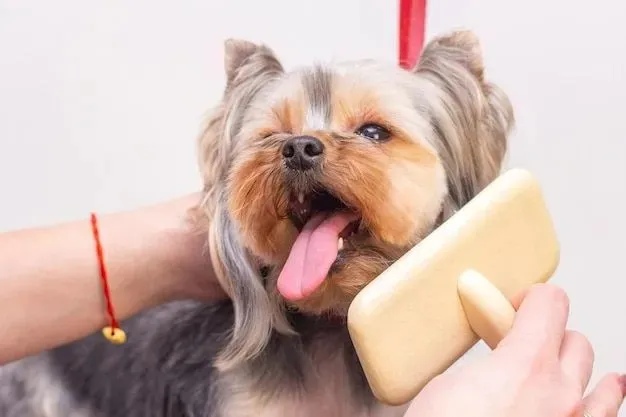 Dog grooming prices Lucknow