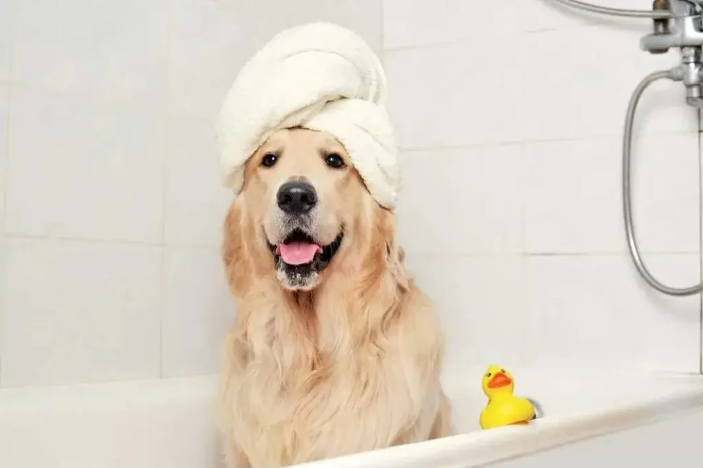 Best dog groomers Lucknow