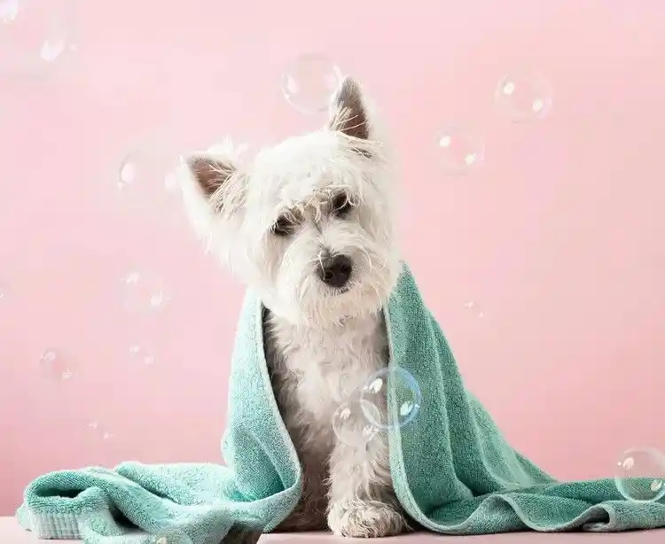Dog grooming Lucknow