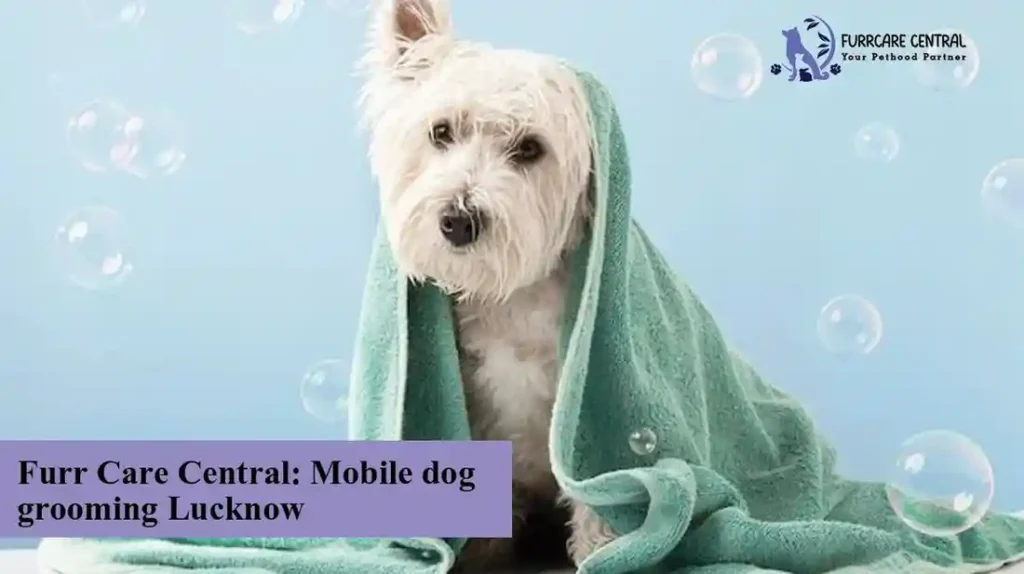 Furr Care Central: Mobile dog grooming Lucknow