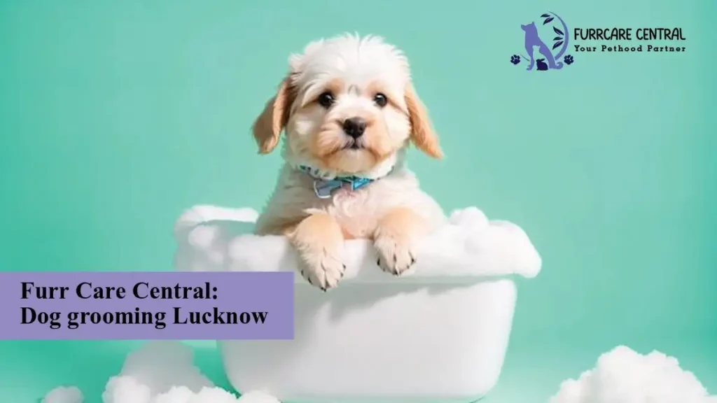 Furr Care Central: Dog grooming Lucknow