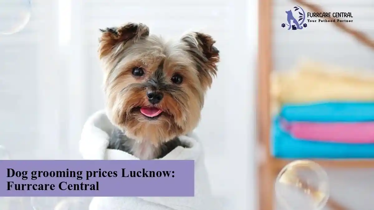 Dog grooming prices Lucknow: Furr Care Central