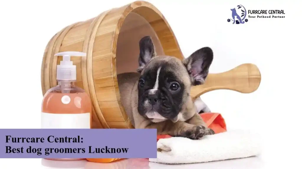 Best dog groomers Lucknow: Furrcare Central