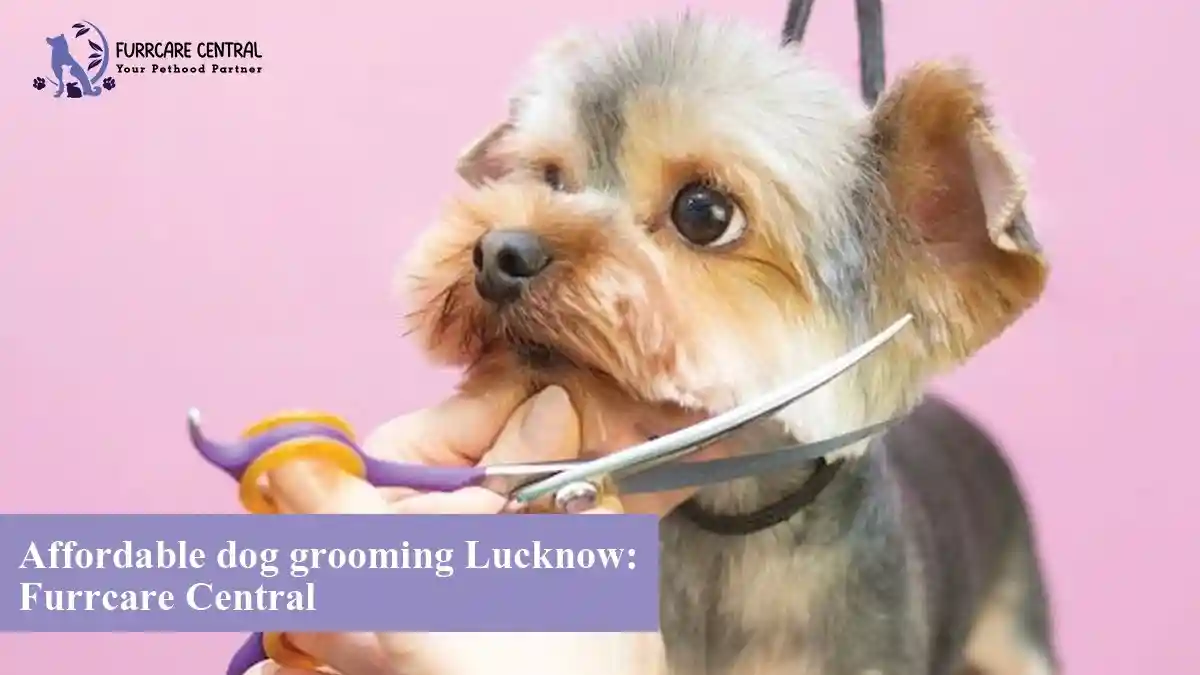 Affordable dog grooming Lucknow: Furrcare Central