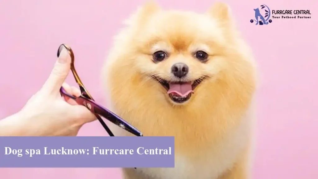 Dog spa Lucknow: Furrcare Central