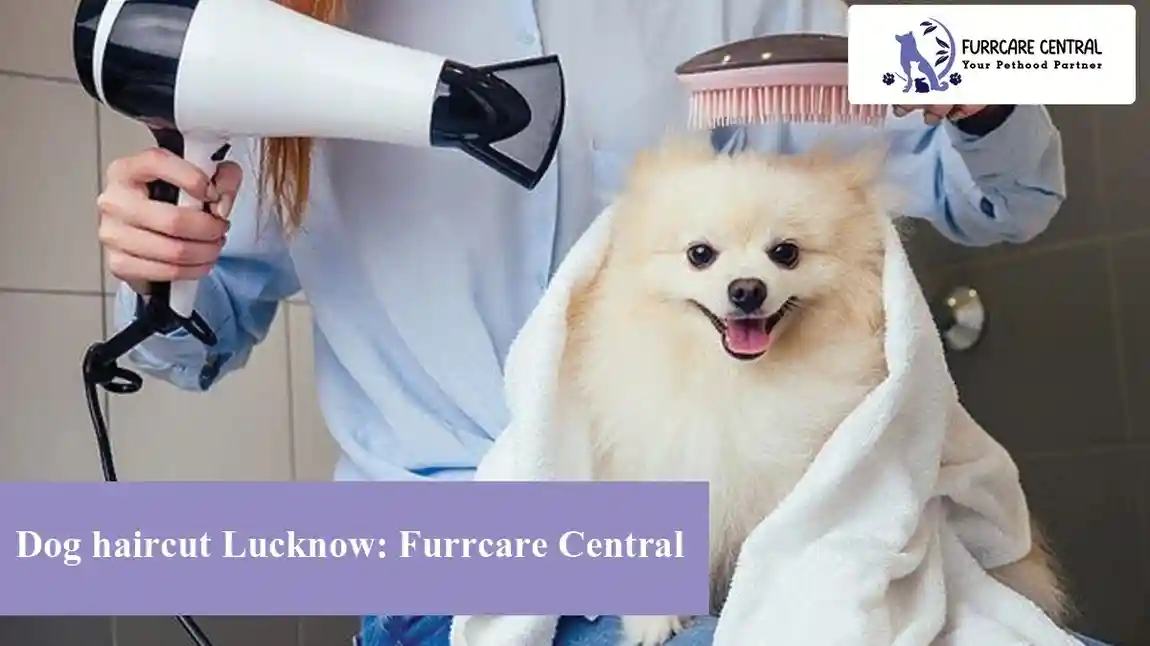Best Dog haircut Lucknow: Furrcare Central