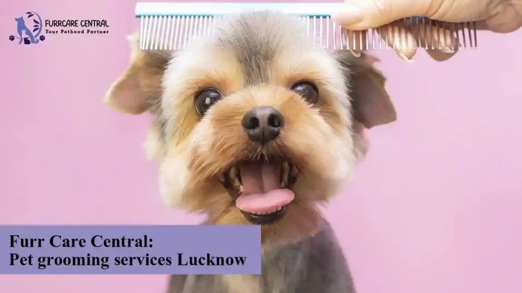 Furr Care Central: Best Pet grooming services Lucknow