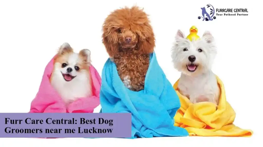 Furr Care Central: Best Dog Groomers near me Lucknow