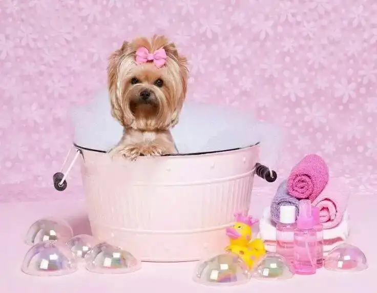 Affordable dog grooming Lucknow